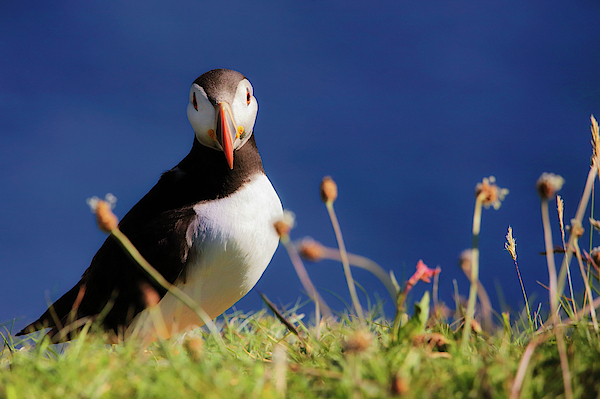 You Lookin' At Me - Atlantic Puffin - Staffa by Jason Politte You Lookin' At Me - Atlantic Puffin - Staffa by Jason Politte